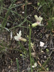 Astragalus convallarius
