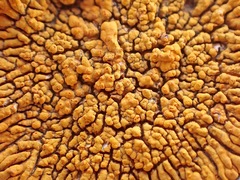 Polycauliona brattiae