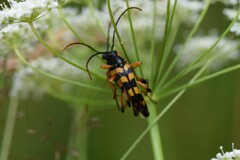 Strangalia attenuata