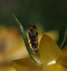 Austrotephritis poenia