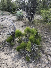 Ephedra viridis