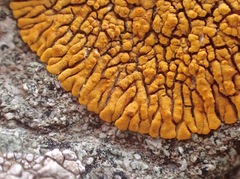 Polycauliona brattiae