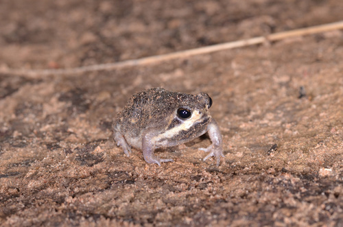 Breviceps poweri
