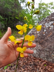 Eulophia speciosa