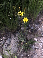 Crepis intermedia