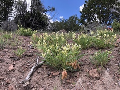 Astragalus oophorus
