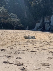 Charadrius obscurus aquilonius