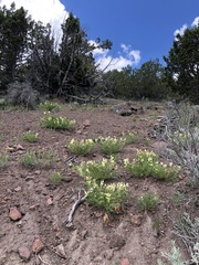 Astragalus oophorus