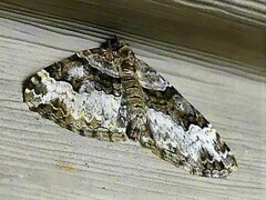 Xanthorhoe lacustrata