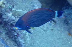 Pseudodax moluccanus
