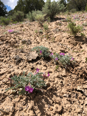 Astragalus utahensis