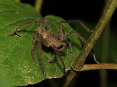 Heteropoda homstu