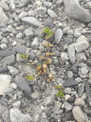 Epilobium microphyllum