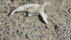 Lagomorpha