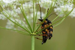 Strangalia attenuata