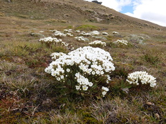 Gentianella divisa