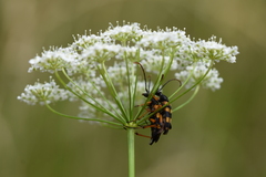 Strangalia attenuata