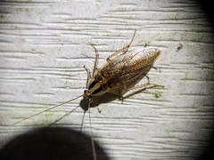 Blattella