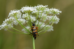 Strangalia attenuata