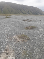 Epilobium microphyllum