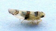 Empoa gillettei
