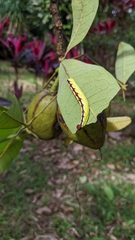 Chadisra bipars
