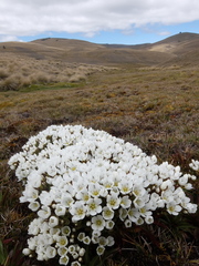 Gentianella divisa