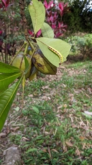 Chadisra bipars