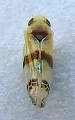 Empoa gillettei