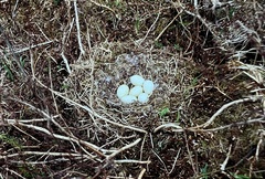 Branta canadensis occidentalis