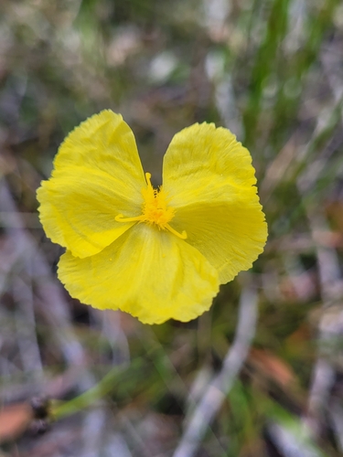 slender yellow-eye (Xyris gracilis)