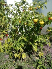 Capsicum chinense