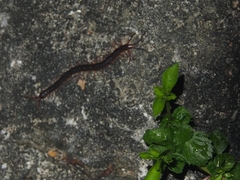 Scolopendra