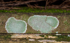 Cryptothecia striata