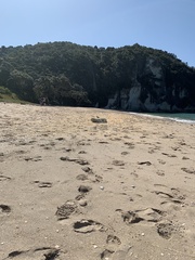 Charadrius obscurus aquilonius