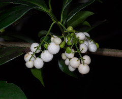 Chiococca alba