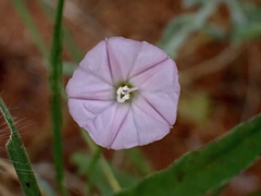 Convolvulus remotus
