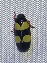 Sphenorhina