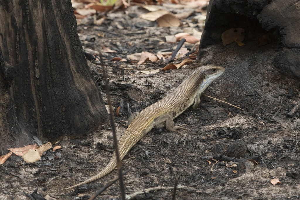 Keeled Plated Lizard