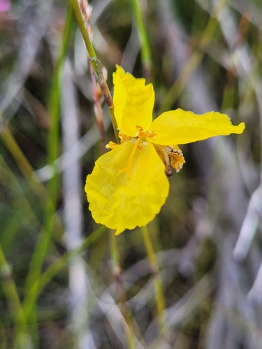 Image of Xyris operculata by (c) Eamonn Culhane, some rights reserved (CC BY)