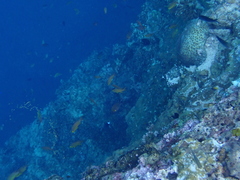Pseudanthias huchtii