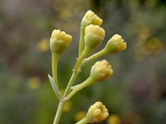 Alectryon oleifolius canescens
