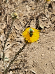 Centaurea solstitialis
