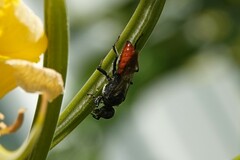 Astata