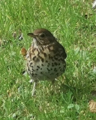 Turdus philomelos clarkei