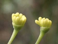 Alectryon oleifolius canescens