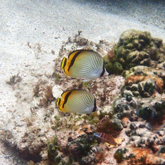 Chaetodon vagabundus