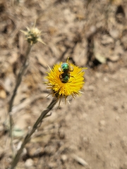 Centaurea solstitialis