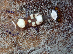 Ancylocaris brevicarpalis