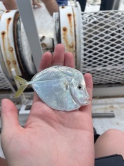 Selene setapinnis